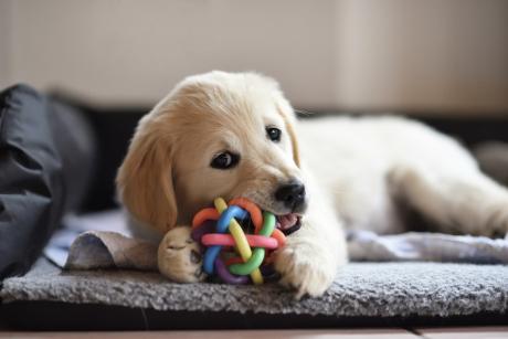 Dog Chewing Toy