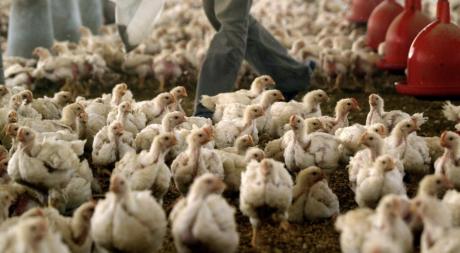 First U.S. Death from H5N1 Bird Flu Confirmed in Louisiana