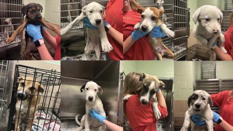 Lubbock Animal Shelter Puppies