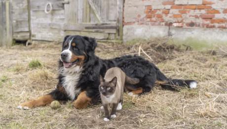 Clear the Shelters Initiative