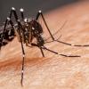 Striped mosquitoes are eating blood on human skin. Mosquitoes are carriers of dengue fever and malaria. Dengue fever is very widespread during the rainy season.