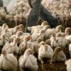 First U.S. Death from H5N1 Bird Flu Confirmed in Louisiana