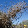 Bee Swarm